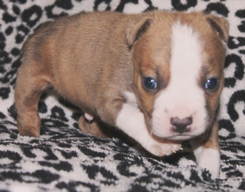 DDDawgs Krueger (AI)